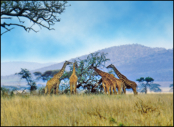 Giraffes in Africa
