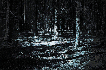 colorized version of Magical Forest At Night by Image Credit: Photo by Katerina Štepánková