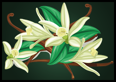 vanilla flowers vector image by sunshine 91
