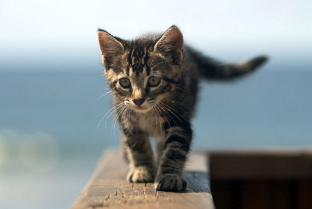 Cute Kitten on Window Ledge