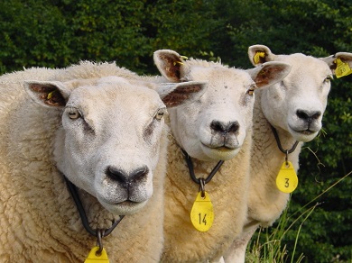 Three sheep with numbered collars
