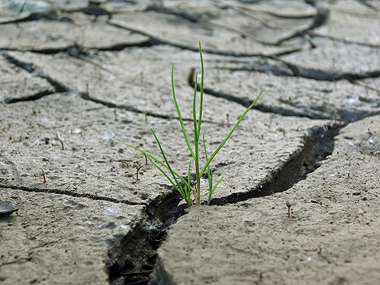 Grass growing in a drought